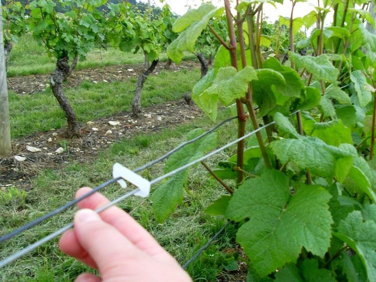 Tout savoir sur le palissage de vignes Blog de NoviClous