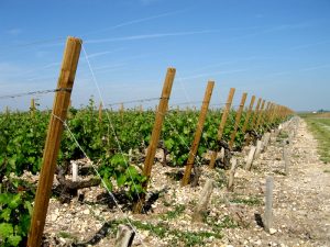 palissage de vignes bois piquet